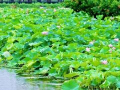 -陈家山荷花公园