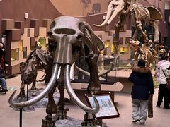 -陕西自然博物馆