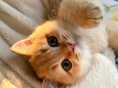 -欣宠猫屋·矮脚拿破仑·蓝金金渐层