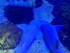 -哈尔滨波塞冬海底世界