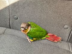 -青石桥花鸟鱼虫市场(叠翠城店)