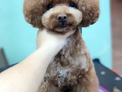 -小尾巴宠物店(万科·金域华庭店)