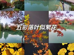 -青枫公园