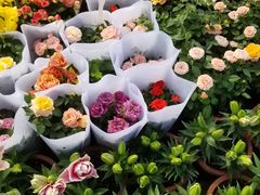 -三圣花乡旅游区