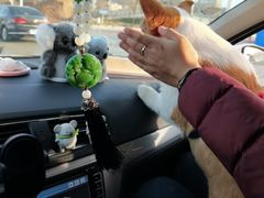 -宠福鑫康馨动物医院·骨科·眼科