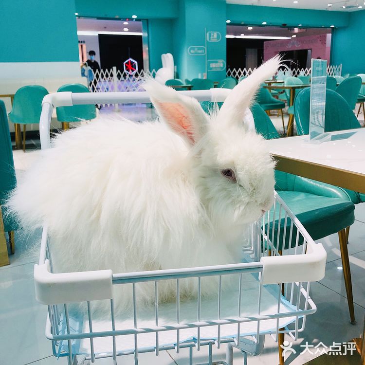 软萌软萌的小兔几,我控制不住我只几啦~