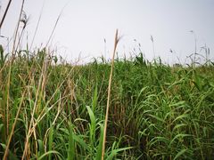 -春花秋色城市公园