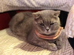 -猫色咖啡·猫咖