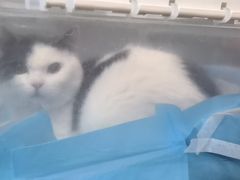 -半岛宠物医院24小时(西派城店)