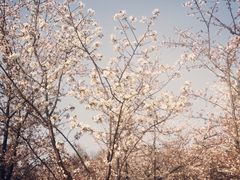 -林妈妈村·日式料理(宝山龙湖天街店)