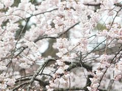 -京都御所