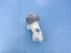 -博特宠物医院24h犬猫全科.骨科·异宠