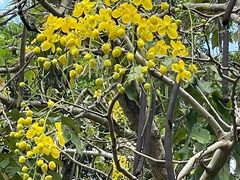 -武吉知马自然保护区