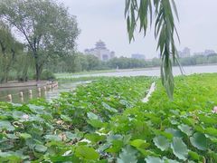 -莲花池公园