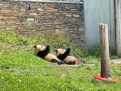-卧龙中华大熊猫苑神树坪基地