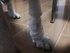 -酷狗靓猫宠物·洗护·美容·寄养(航北路店)