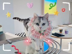 -怪兽屋·羊驼·猫咖·狗咖(俊华广场店)