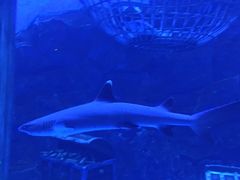 -芜湖新华联大白鲸海洋公园