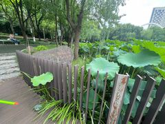 -陈家山荷花公园