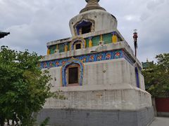 -塔尔寺菩提树