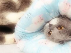 -宠爱国际动物医院·消化内科·心肾内科·ISFM猫友好(望京店)