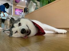 -Husky Go! 哈士奇体验馆·宠物咖啡厅狗咖