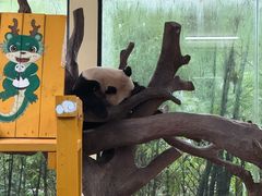 -麒麟中餐厅·经典粤菜·地道菜式老字号(广州长隆酒店)