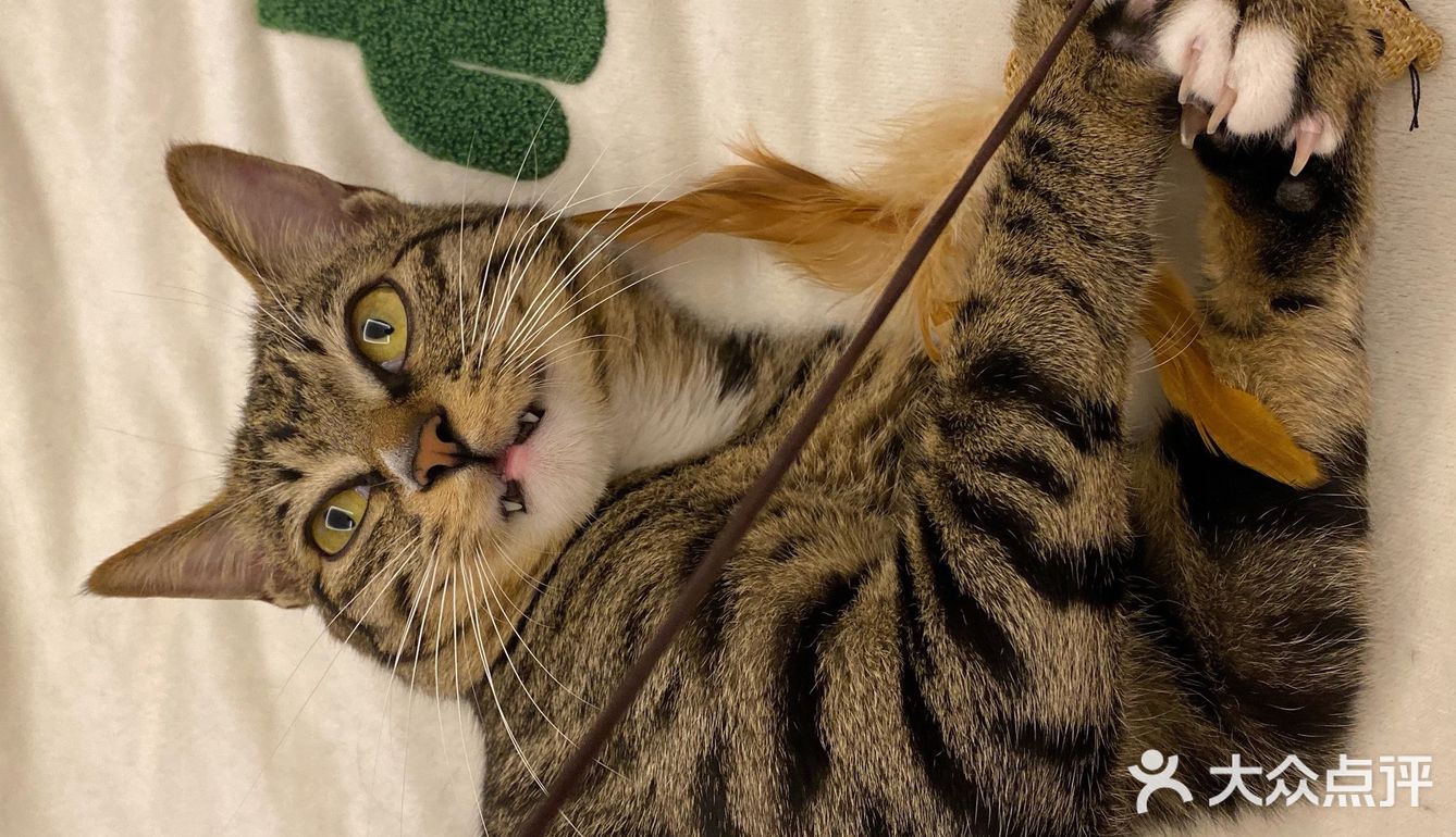 收养的流浪猫，真是越来越可爱，越看越好看