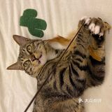 收养的流浪猫，真是越来越可爱，越看越好看