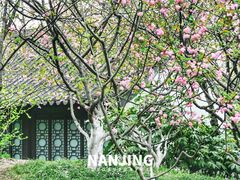-莫愁湖公园