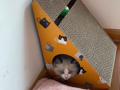 -欣宠猫屋·矮脚拿破仑·蓝金金渐层