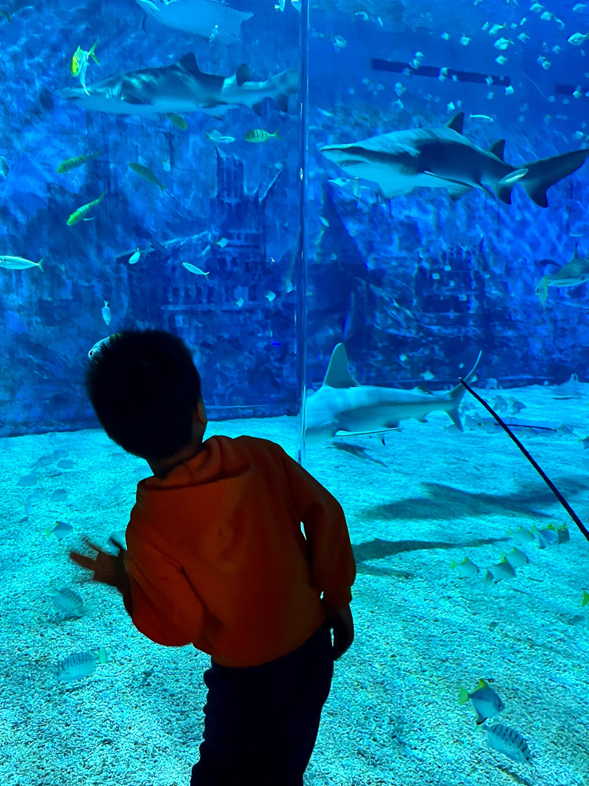 北京海洋馆门票价格一览表找兼职须知