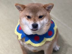 -逗柴咖啡屋·狗咖猫咖宠物桌游