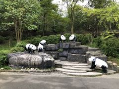 -都江堰中华大熊猫苑