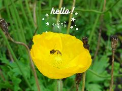 -鹅湖玫瑰文化园