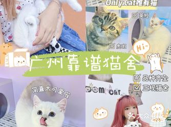 广州靠谱猫舍新手铲屎官选猫必看️