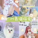 广州靠谱猫舍🐱新手铲屎官选猫必看✔️