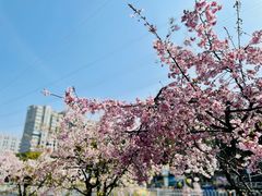 -绿杨春·淮扬宴(庐山路店)