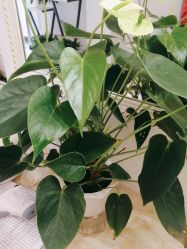-香秀空间科技抗衰·美容中心