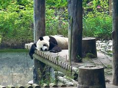 -中国大熊猫保护研究中心雅安碧峰峡基地