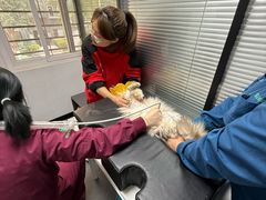 -伟伟宠物医院·CT影像中心·瑞派犬猫综合性门诊(汉口总院)