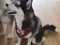 -Husky Go! 哈士奇体验馆·宠物咖啡厅狗咖