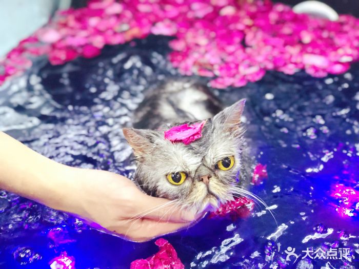 pony pet shop 小马儿宠物猫咪玫瑰碳酸浴spa 图片 - 第250张