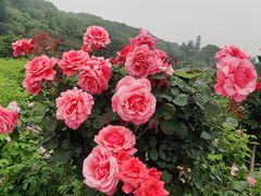 -龙寺生态园