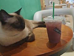 -藏猫猫咖啡主题馆(中央大道店)