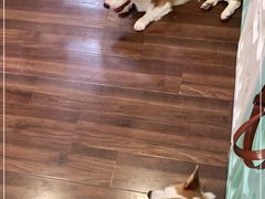 -柯斗斗主题餐厅·狗咖·围炉煮茶·茶饮(国瑞升平里店)