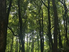 -中国茶叶博物馆(双峰馆区)