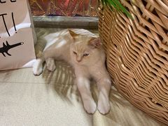 -藏猫猫咖啡主题馆(中央大道店)