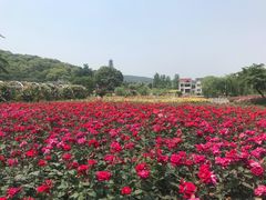-龙寺生态园