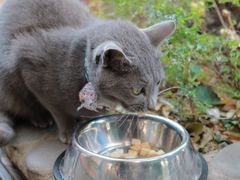 -喵屿·大理花园猫咖